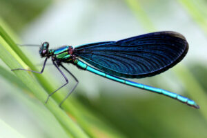 Dragonflies swarm thanks to wet weather