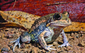 Leap into frog science