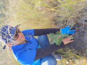 Kerang Rotary lends a hand in East Gippsland conservation project
