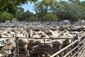 Prices ease on lower yarding