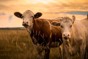 Gannawarra farms go for growth
