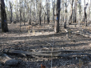 Gunbower Forest desperate for a drink to halt its decline
