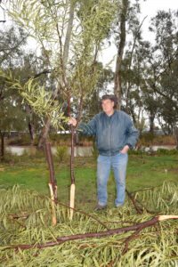 Wanton trees destruction