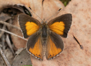 Clever butterflies in trouble