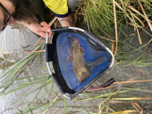 Catfish population nurtured