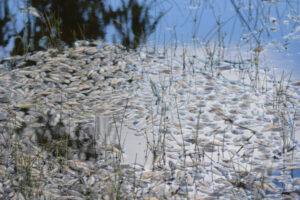 Lake fish deaths investigation