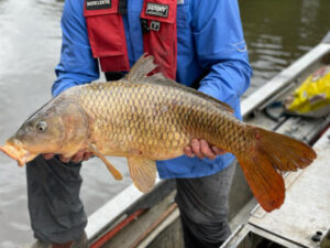 Catch a carp and win