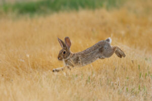 Bust a rabbit month bait offer