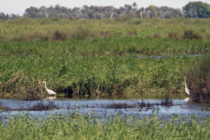 Water levels lowered to help swamp birds