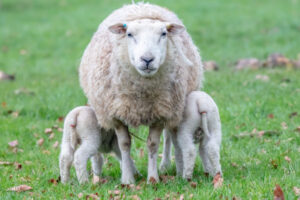 Pre-lambing and nutrition session in Balranald