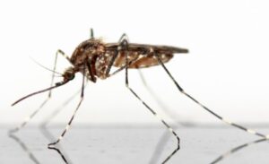 Mosquitoes down, virus numbers up