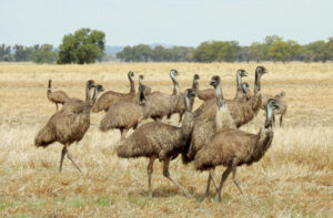 2000 emus culled in Tragowel avian flu outbreak