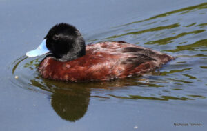 Further protections in place for ThreatenedBlue-billed Ducks at Lake Elizabeth