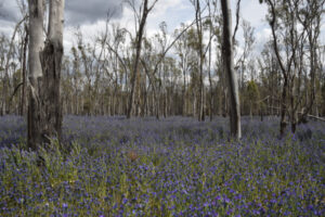 Ecologist disputes Paterson’s curse watering claims