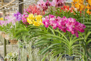 23rd annual Country Orchid Clubs Challenge will be blooming lovely