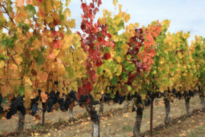 Vine virus being closely watched