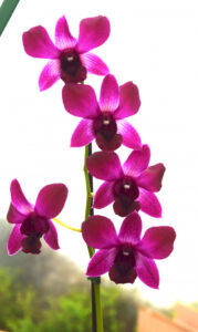 Floral gems go on show