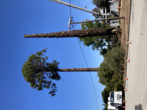 Pine trees removed