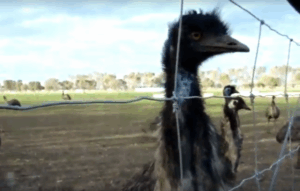 Another 3000 emus to be euthanised due to avian flu