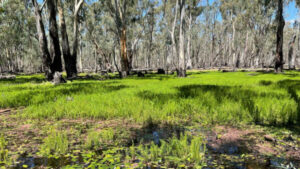 Forum condemns Gunbower Forest flooding