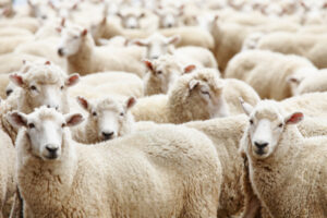 Livestock theft on the rise