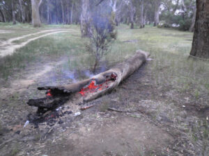 Solid fuel fire bans lifted in Koondrook, Perricoota and Campbells Island state forests