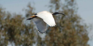 Our ibis ‘favourite’
