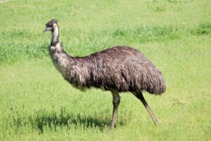 Emu farm learns lessons after avian influenza outbreak