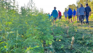 Industrial hemp hopes rise after Barham trial
