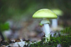 Warning over wild mushrooms