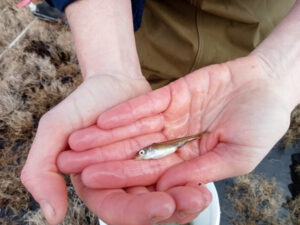 A big hardy head start for critically endangered fish