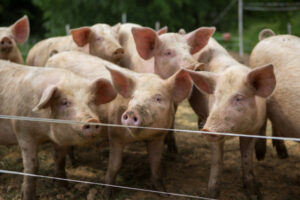 Western Plains Pork say they have faith in their systems