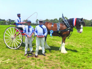 Clydesdale comeback