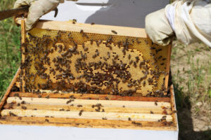 Hive move permitted