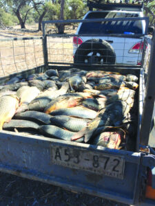 It’s a load of carp
