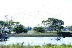 Purcell blasts duck hunting