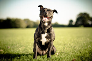 Register pets to avoid ‘ruff’ time