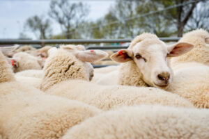 Remain vigilant with farm properties after theft spike