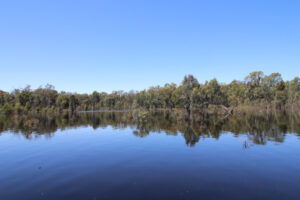 Restoring important wetland in Guttrum State Forest