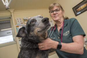 Solo vet forced to close