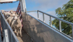 Cattle prices on the rise