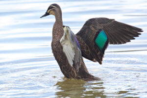 Duck season cut back