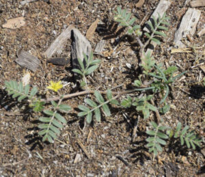 Weed blitz for Landcare