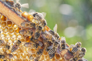 Bee movement restrictions