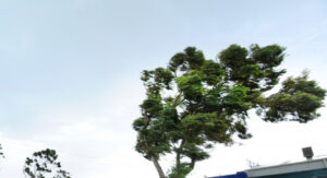 Wind uproots trees