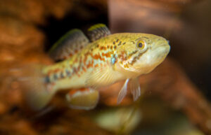 ‘Zombie fish’ returns