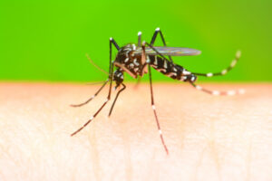 Free vaccine for mozzie-borne bug
