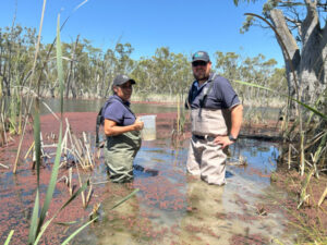 ‘Extinct’ olive perchlet now thriving