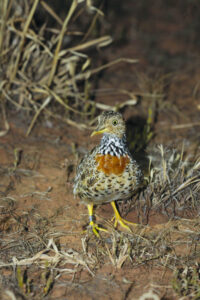 Plains improved for picky wanderer