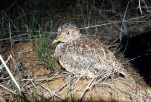 Calling citizen scientists to help critically endangered bird